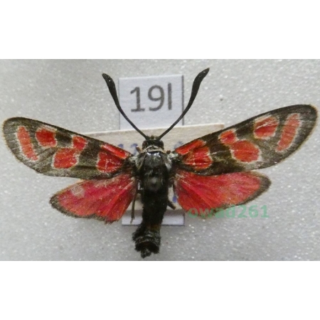 Zygaena carniolica (Scopoli, 1763) Czech19l